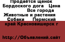 Продаётся щенок Бордоского дога › Цена ­ 37 000 - Все города Животные и растения » Собаки   . Пермский край,Красновишерск г.